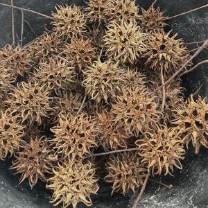 1 Gallon Bag of Sweet Gum Balls 100+ Pods for Arts & Crafts